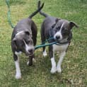Photo of Bruce 🐶 11mos American Staffy (On Trial 30/6/23)