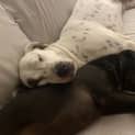 Photo of Rosey