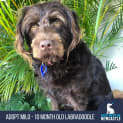 Photo of Milo   10 Month Old Labradoodle (Trial)