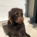 Photo of Milo   10 Month Old Labradoodle (Trial)