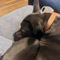 Photo of Missy