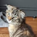 Photo of Willow