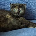 Photo of Luna