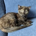 Photo of Luna