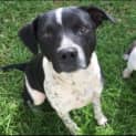 Photo of Oreo 2 Year Old Cattle Dog X (Trial)