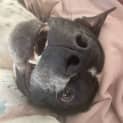 Photo of Oreo 2 Year Old Cattle Dog X (Trial)