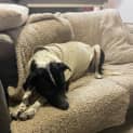 Photo of Oreo 2 Year Old Cattle Dog X (Trial)