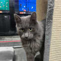 Photo of Bluey