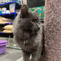 Photo of Bluey