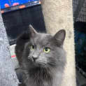 Photo of Bluey