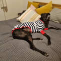 Photo of Willy