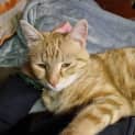 Photo of Kirby