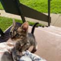 Photo of Lucky