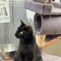 Photo of Sweet Pea