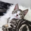 Photo of Tiger