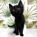 Photo of Fizzy Located In Northcote