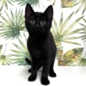 Photo of Fizzy Located In Northcote