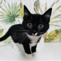 Photo of Lizzy Located In Northcote