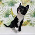 Photo of Lizzy Located In Northcote