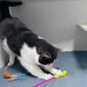 Photo of Banzai   Located In Preston 
