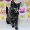 Photo of Bella   Located In Lower Templestowe