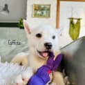 Photo of Lace Pup   Taffeta, Denim Or Nylon