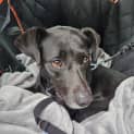 Photo of Camillo