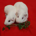 Photo of Faith & Buffy