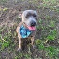 Photo of Bodhi 🤘 C04476