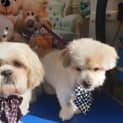 Photo of Benjie And Louie Speranza