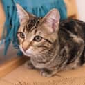 Photo of Gizmo Pembleton
