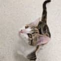 Photo of Paprika