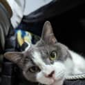 Photo of Misty