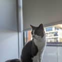 Photo of Misty
