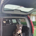 Photo of Lorenzo (Enzo)