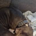 Photo of Lorenzo (Enzo)