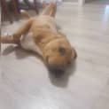 Photo of Buddy