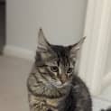 Photo of Cashew