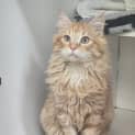 Photo of Sunkist