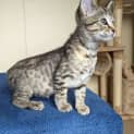 Photo of Graycie 
