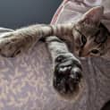 Photo of Graycie 
