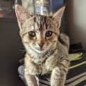 Photo of Graycie 