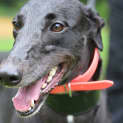 Photo of Ash   2yo   Greyhound