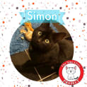 Photo of Simon *9 Lives Project Rescue*