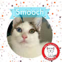 Photo of Smooch *9 Lives Project Rescue*