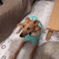 Photo of Toby