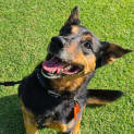 Photo of Max