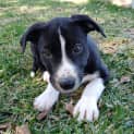 Photo of Maggie 6 Week Old Border Collie X (Trial)