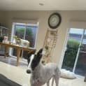 Photo of Blue And Gracie