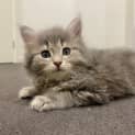 Photo of Fern
